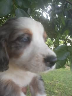 Aussie springer spaniel mix best sale for sale