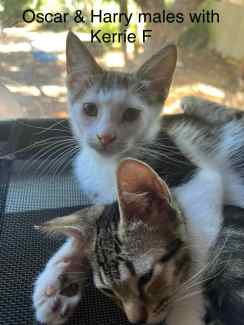Oscar & Harry - Perth Animal Rescue Inc vet work cat/kitten