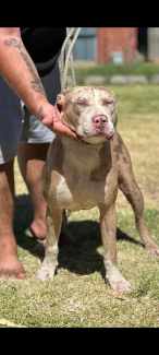 Gumtree hot sale xl bully