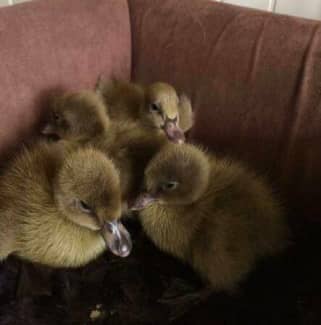 Khaki Campbell female ducklings - hatched 27th March 2024