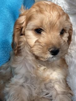 gumtree toy cavoodle