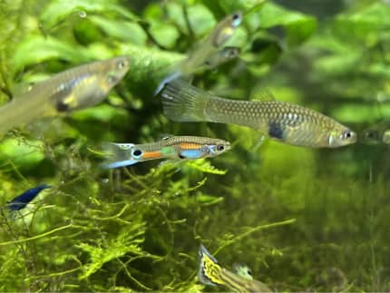 100 guppies for sale