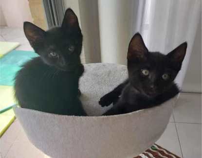 Cookie & Skittle - Perth Animal Rescue Inc vet cat/kitten