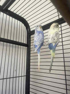 X2 Budgies with extra large cage
