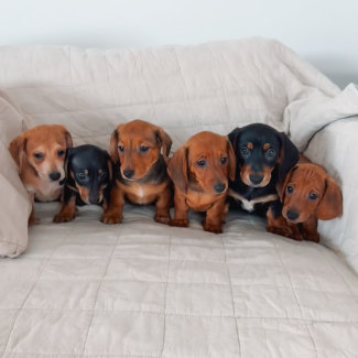 Sausage dogs gumtree hotsell