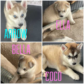 Husky cross malamute puppies best sale for sale