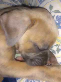 Gumtree bullmastiff hot sale