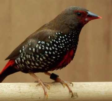 Finches For Sale Over 500 Adelaide Bird Co