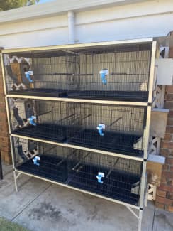 Gumtree parrot outlet cage