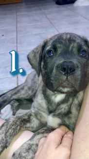 Boerboel puppies hot sale for sale gumtree