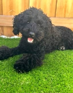 Portuguese water dog sales gumtree