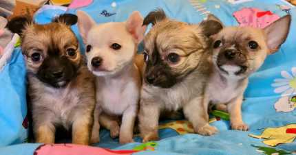 Chihuahua stud sale gumtree