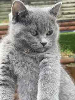 British shorthair kitten available NOW