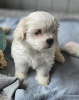 Gumtree maltese hot sale shih tzu