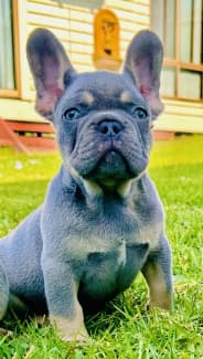 Purebred Pedigree lilac tan (possncarry testable) French bulldog 
