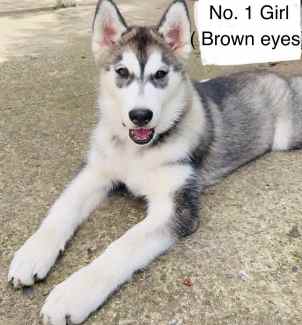 Gumtree best sale husky pups