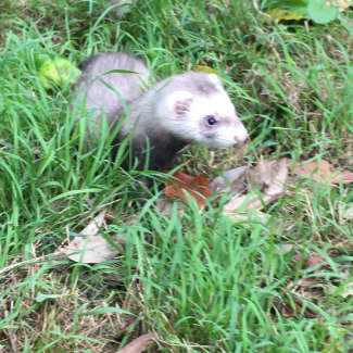 Ferrets for best sale sale gumtree