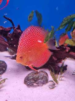 discus fish sale near me