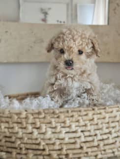 Gumtree toy clearance poodles for sale