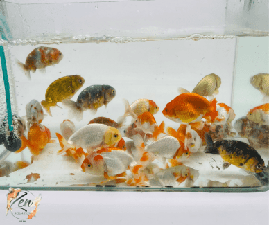 fish tank goldfish in Queensland  Gumtree Australia Free Local