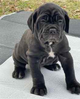 Neapolitan mastiff fashion gumtree