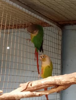 breeding pair of green cheek conures for sale