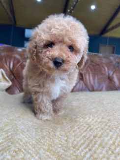 Bichon x poodle for 2024 sale