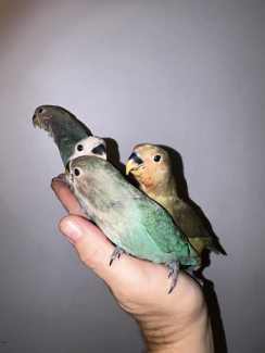 Lovebirds (hand raised and extremely tame) 