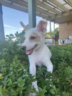 Jack russell puppies for sale hot sale on gumtree