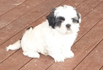 Gumtree maltese best sale shih tzu