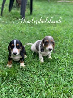 Basset hound puppies for best sale sale gumtree