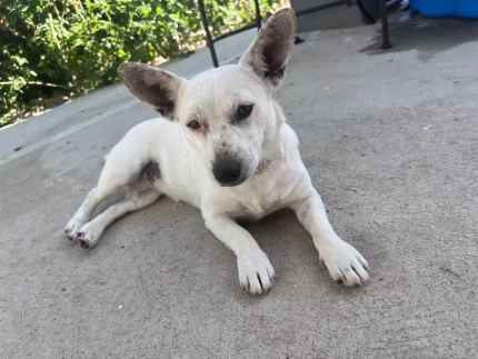 Gumtree hot sale jack russell