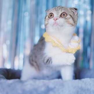 British Shorthair x Scottish Fold Kittens Seeking Forever Homes