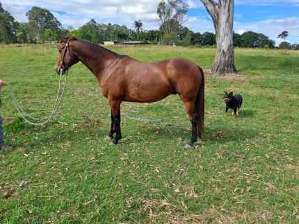 Stock horse approx 10 year old