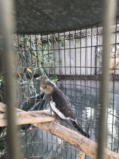 Cockatiel clearance cage gumtree