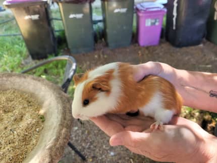 8 week best sale old guinea pig