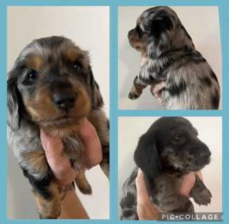 Dachshund store puppies gumtree