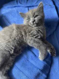 Gumtree best sale persian kittens