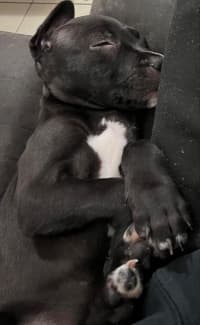 Gumtree best sale staffy puppies