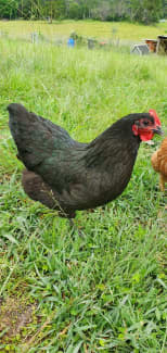 Blue Partridge Brahma Boy, Other Pets, Gumtree Australia Port Macquarie  City - Beechwood