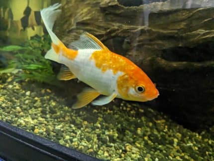 fish tank goldfish in Queensland  Gumtree Australia Free Local Classifieds