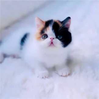 Exotic Shorthair (Purebred) kittens (boy and girl)