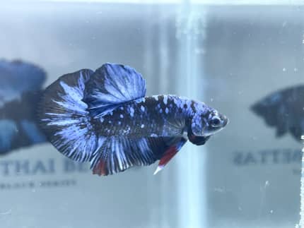 Gumtree best sale betta fish