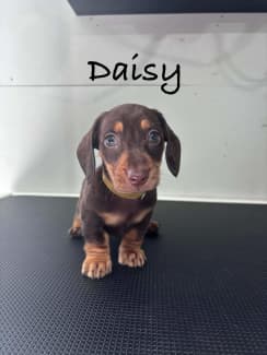 dachshund Dogs Puppies Gumtree Australia Free Local Classifieds