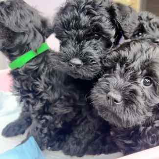 Gumtree deals schnoodle