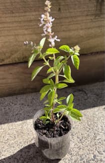 tulsi plants Plants Gumtree Australia Free Local Classifieds