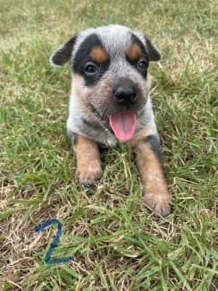 Queensland heeler puppies for sales sale