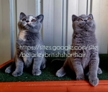 Miriella british hot sale shorthair