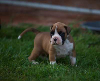 Gumtree store boxer dogs