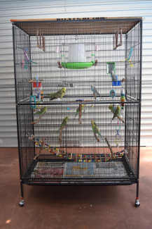 Cockatiel cheap cage gumtree